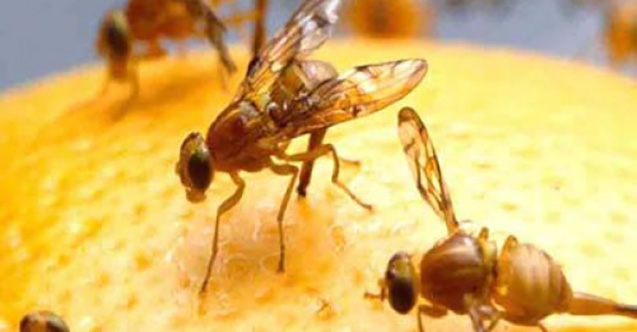 Demirci, Akdeniz Meyve Sineği’nden ari alan olarak ilan edildi