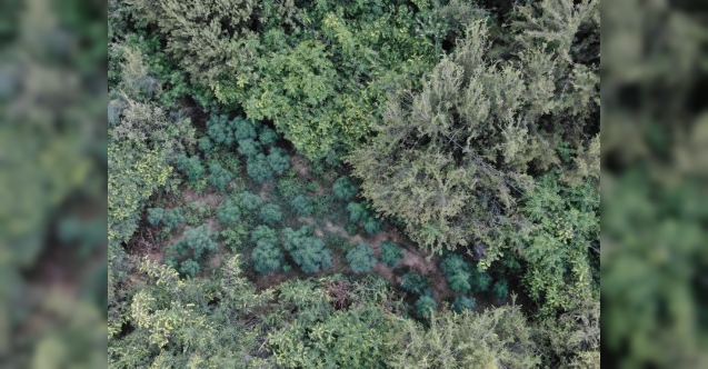 Dron ile Ormanlık Alanda 167 Kök Kenevir Ele Geçirildi