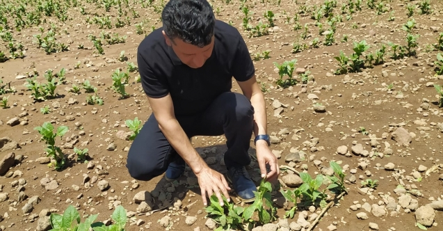 Şiddetli dolu yağışı bağ ve tütün alanlarında zarara neden oldu