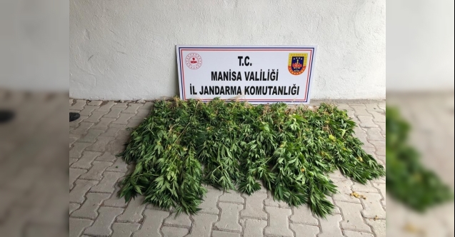 Soma'da dere yatağına ekilen kenevirler imha edildi
