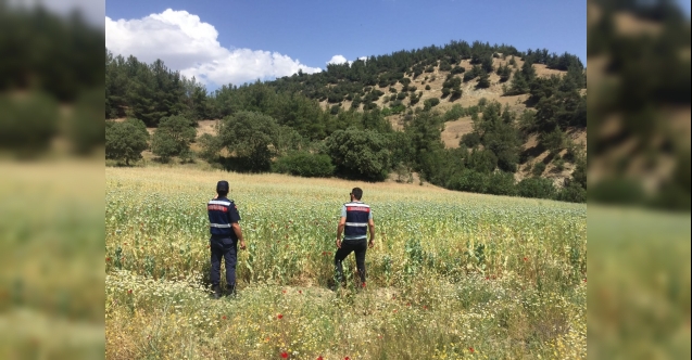 Yasa Dışı Ekilen 280 Bin Kök Haşhaş Bitkisi Ele Geçirildi