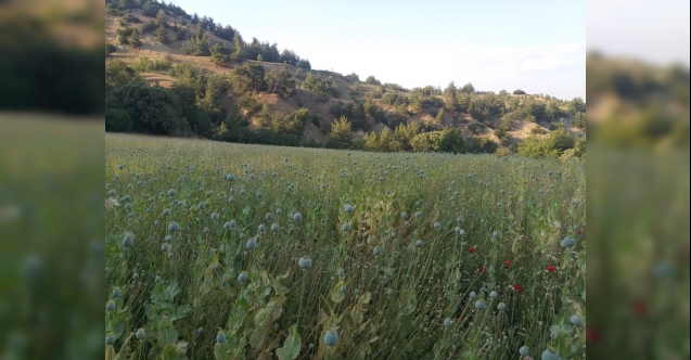 Yasadışı ekilen 160 bin kök haşhaş ele geçirildi
