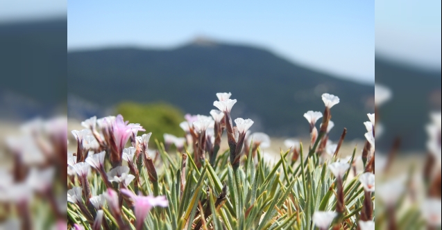 Spil Dağı Milli Parkı'nın endemik tür bitki ve çiçekleri fotoğraflandı