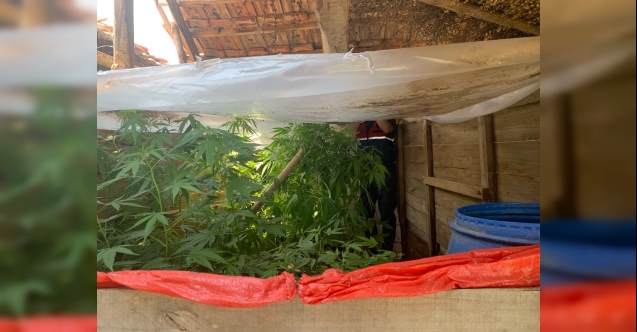 Traktör kasasını seraya çevirip kenevir yetiştirmiş