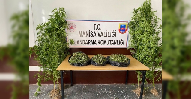 1983 kök kenevir bitkisi ele geçirildi