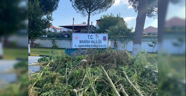 Dere yatağında 125 kök kenevir bitkisi ele geçirildi