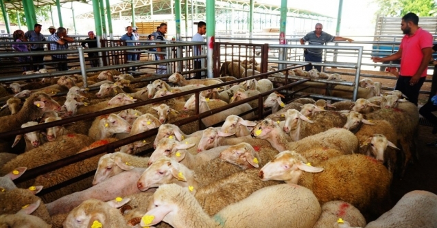 Sarıgöl Canlı Hayvan Pazarı Tedbir aAmaçlı 45 Gün Kapatıldı