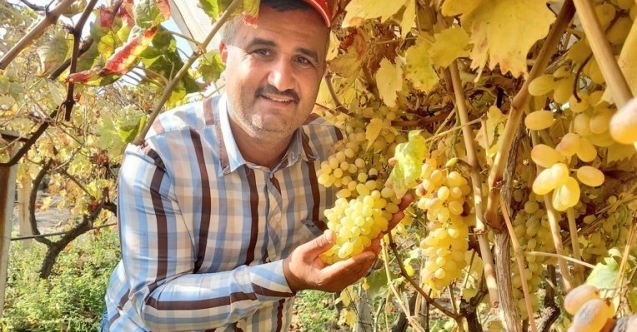 Bir Yanda Üzüm Hasadı Devam Ediyor Diğer Yanda Bağlar Budanıyor