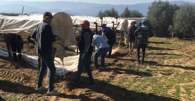 Sarıgöl'de uyanan üzüm bağları koruma altına alındı