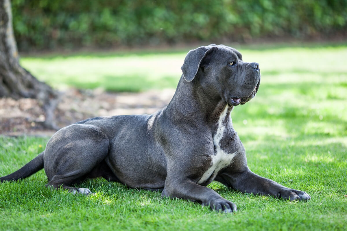 Cane Corso Köpeği Özellikleri, Bakımı ve Beslenmesi