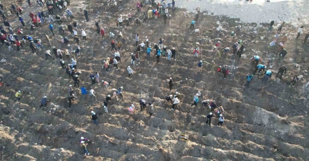 Manisa’da binlerce fidan toprakla buluşacak