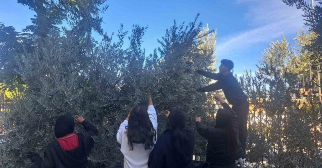 Öğrenciler zeytin hasadıyla üretim bilincini öğreniyor