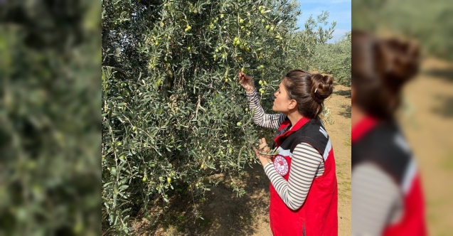 Salihli’de zeytin sineğine karşı acil uyarı
