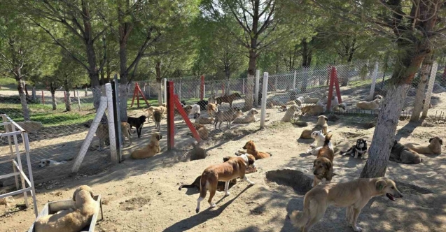 İlçelerdeki sahipsiz köpekler toplanıyor