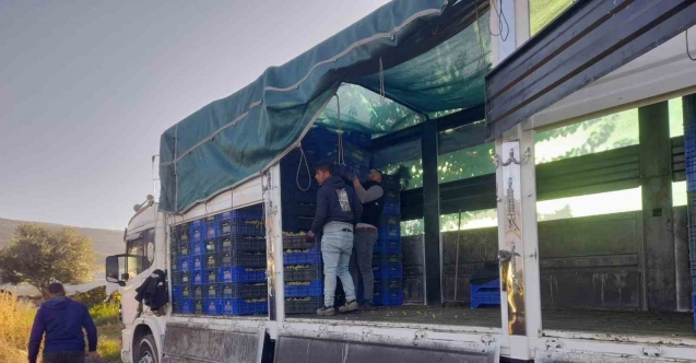 Sarıgöl’de örtüaltı üzüm hasadı devam ediyor