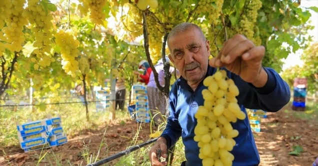 Sarıgöl’de üzüm fiyatları dibe vurdu