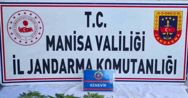 Üzüm bağında kenevir ele geçirildi