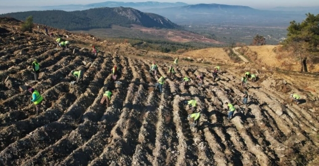 Akhisar’da yanan alanlar yeniden yeşeriyor: 2 milyon 325 bin fidan toprakla buluşacak