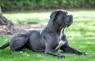 Cane Corso Köpeği Özellikleri, Bakımı ve Beslenmesi