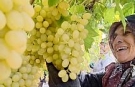 Ekim ayı bitiyor, üzüm bitmiyor