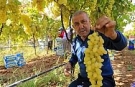 Üzüm fiyatlarındaki düşüş üreticileri tedirgin etti