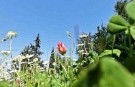 Ömrü 10 gün, koparmanın cezası araba parası