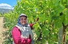 Bayram öncesi bağlarda mesai arttı