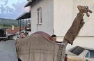 Manisa’da 135 yıllık "Kukla Deve" geleneği yaşatılıyor