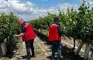 Manisa’da dolu ve selde üzüm bağları zarar gördü