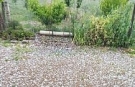 Sarıgöl’de bağlar dolu yağışıyla beyaza büründü