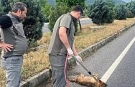 Yaralı çakal tedavi altına alındı