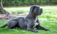 Cane Corso Köpeği Özellikleri, Bakımı ve Beslenmesi