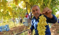 Üzüm fiyatlarındaki düşüş üreticileri tedirgin etti