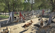 İlçelerdeki sahipsiz köpekler toplanıyor