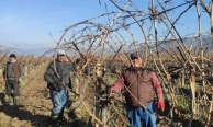 Sarıgöl’de bağ budama işçi ücretleri belli oldu