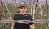 Yağmur bitti, çiftçi bağlara koştu