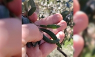 Salihli’de zeytin üreticilerine halkalı leke uyarısı