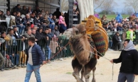 Saruhanlı’da deve güreşlerine binlerce vatandaş akın etti