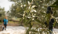 Akhisar’da zeytin için tarihi buluşma