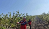 Salihli’de meyve üreticilerine ’Çil ve filiz güvesi’ uyarısı