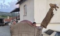 Manisa’da 135 yıllık "Kukla Deve" geleneği yaşatılıyor