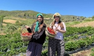Salihli’de gönüllü gençler çilek hasadı yaptı