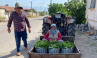 Üzümden önce yaprak kazandırdı