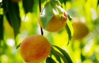 Şeftali ve nektarin ihracatı 250 milyon dolara koşuyor