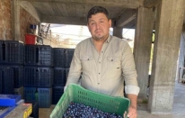 Alaşehir’de zeytinde rekolte düşük, kalite yüksek