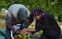 Demirci’de ceviz hasadına başlandı