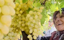 Ekim ayı bitiyor, üzüm bitmiyor