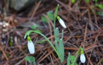 Bu çiçeği koparmanın bedeli dudak uçuklatıyor