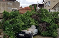 Asırlık ağaç park halindeki aracın üzerine devrildi