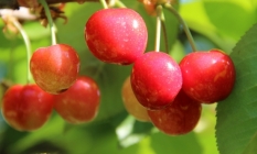 Sezonun İlk Kirazı 800 TL’den Satıldı